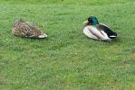 PICTURES/Road Trip - Leeds Castle/t_Duck1.JPG